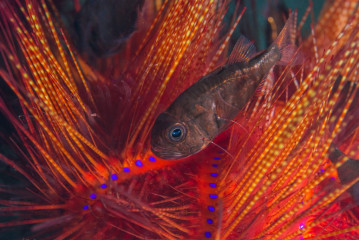 Philippines, sea urchin with juvenil fish, Pintuyan Island