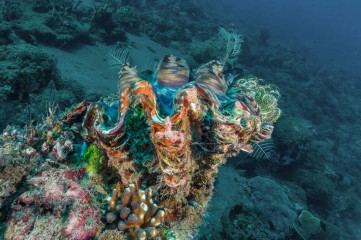 Philippines, clam, Pintuyan Island