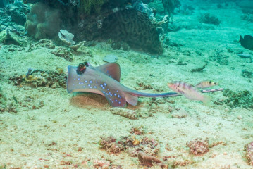 Philippines, Palawan, Puerto Princesa, blue spottet stingray