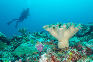 Philippines, Palawan, Puerto Princesa, diver with corals