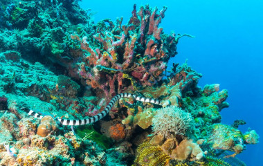 Philippines, sea snake, Pintuyan Island