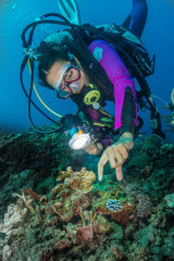 Philippines, nudibranch with diver, Pintuyan Island