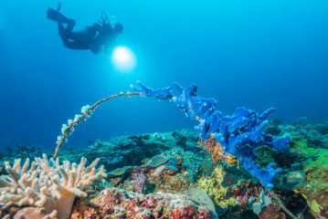 Philippines, Palawan, Puerto Princesa, diver with coral arch