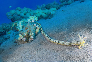 Philippines, Godeffroy's sea cucumber, Pintuyan Island