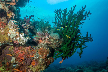 Philippines, corals, Pintuyan Island