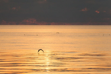 Philippines, seabirds at sunset, Tubbataha reef