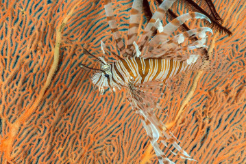 Philippines, lion fish, Pintuyan Island