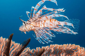 Philippines, lion fish, Pintuyan Island