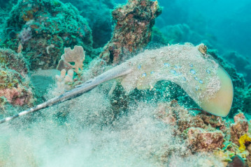 Philippines, Palawan, Puerto Princesa, blue spottet  stingray