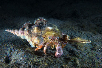 Philippines, hermit crab, Pintuyan Island