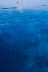 Philippines, diver bubbles on surface, Tubbataha reef