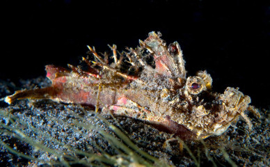 Philippines, stone fish, Pintuyan Island