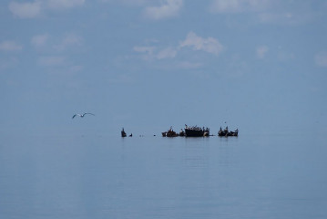 Philippines, seabirds on wreck, Tubbataha reef