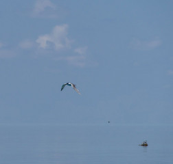 Philippines, seagull, Tubbataha reef
