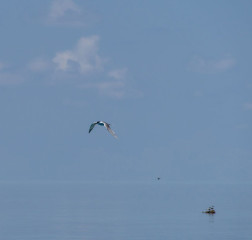 Philippines, seagull, Tubbataha reef