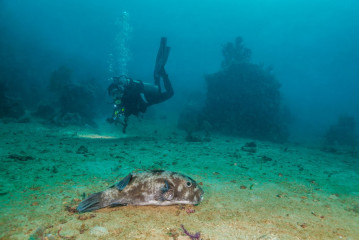 Philippines, Palawan, Puerto Princesa, diver with puffer fish
