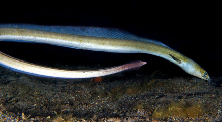 Philippines, eel, Pintuyan Island