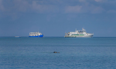 Philippines, safari boats with waiting turtles, Tubbataha reef