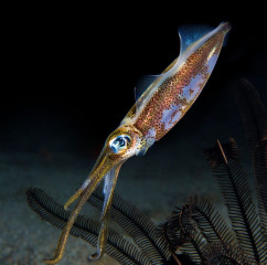 Philippines, squid, Pintuyan Island