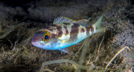 Philippines, small grouper, Pintuyan Island
