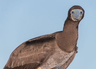 Philippines, brown booby, Tubbataha reef