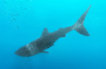 Philippines, whaleshark at Ticao Island