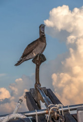 Philippines, brown booby, Tubbataha reef