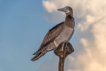 Philippines, brown booby, Tubbataha reef