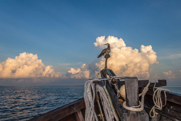 Philippines, brown booby, Tubbataha reef