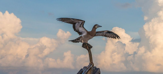 Philippines, brown booby, Tubbataha reef