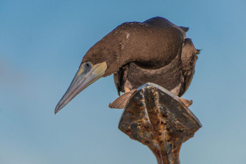 Philippines, brown booby, Tubbataha reef
