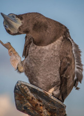 Philippines, brown booby, Tubbataha reef