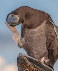 Philippines, brown booby, Tubbataha reef