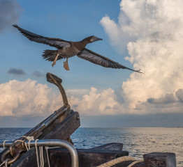 Philippines, brown booby, Tubbataha reef