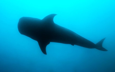 Philippines, whaleshark at Ticao Island