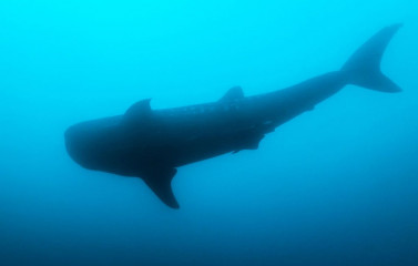 Philippines, whaleshark at Ticao Island