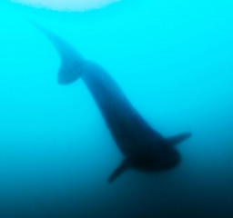 Philippines, whaleshark at Ticao Island