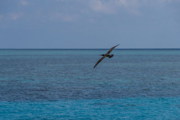 Philippines, brown booby, Tubbataha reef