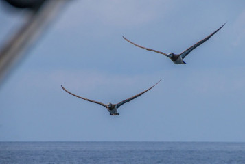 Philippines, brown booby, Tubbataha reef