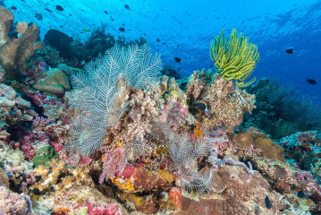 Philippines, corals at Tubbataha reef