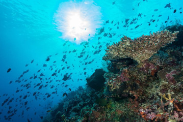 Philippines, school of fish at Tubbataha reef