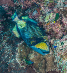 Philippines, triggerfish at Tubbataha reef