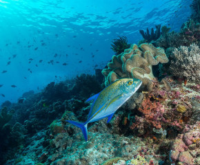 Philippines, trevally at Tubbataha reef