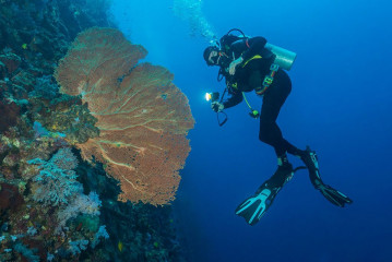 Philippines, corals with diver at Tubbataha reef