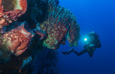 Philippines, corals and sponge with diver at Tubbataha reef