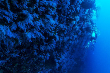 Philippines, white corals with diver at Tubbataha reef, dive site "eager north face"