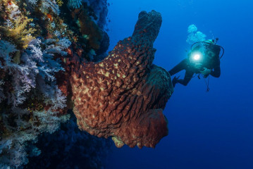 Philippines, corals and sponge with diver at Tubbataha reef