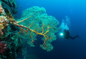 Philippines, corals with diver at Tubbataha reef