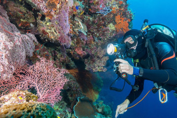 Philippines, corals with diver at Tubbataha reef