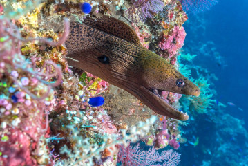 Philippines, Murray eel at Tubbataha reef